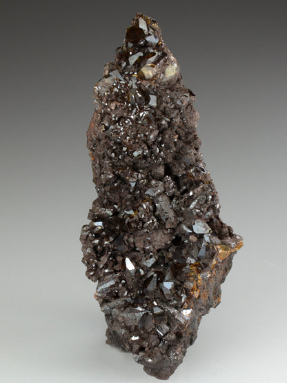CC2863 specimen image
