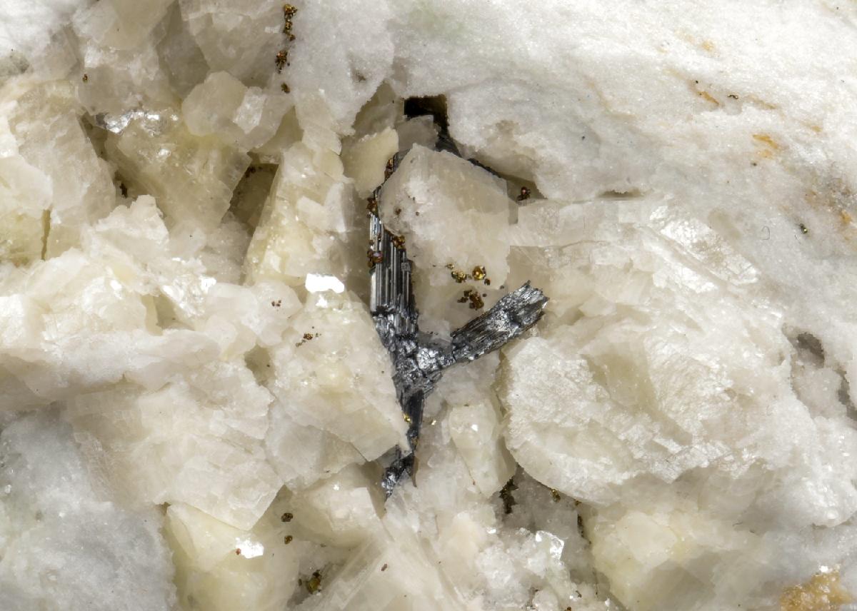 CC28655 specimen image