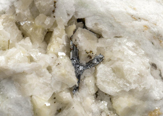 CC28655 specimen image