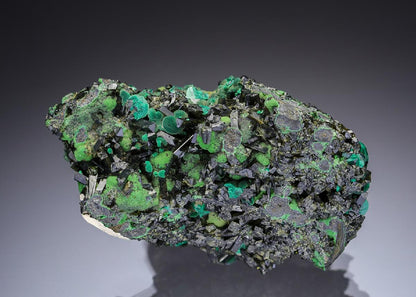 CC28713 specimen image