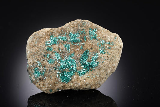CC28747 specimen image
