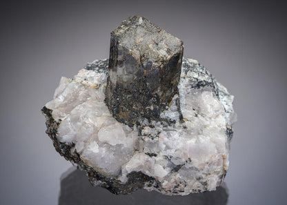 CC28769 specimen image