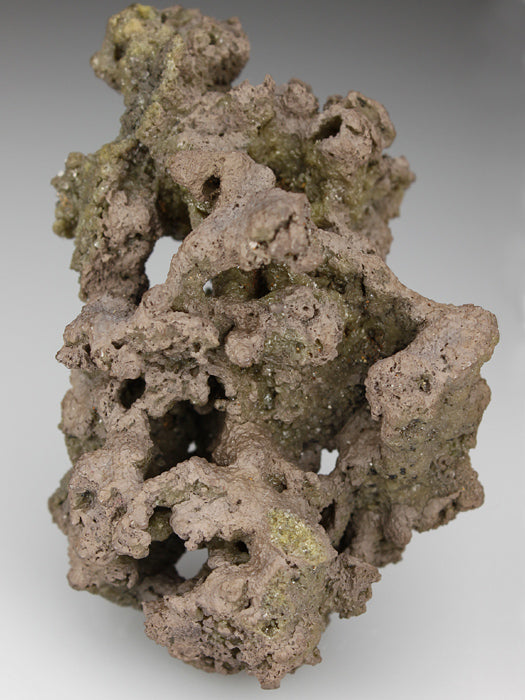 CC2894 specimen image