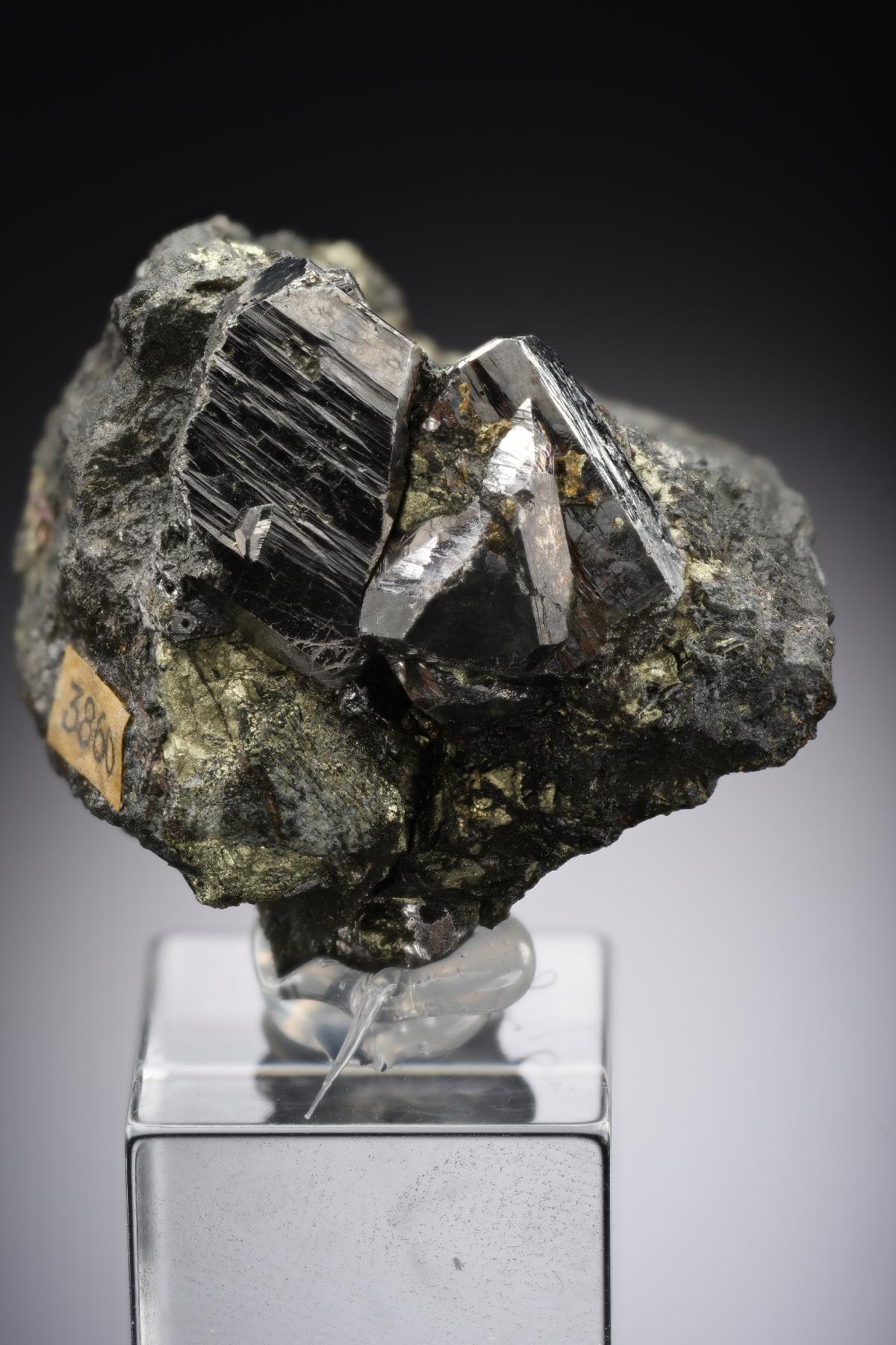 CC29011 specimen image