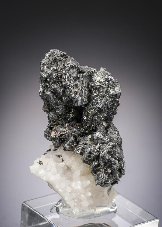 CC29019 specimen image