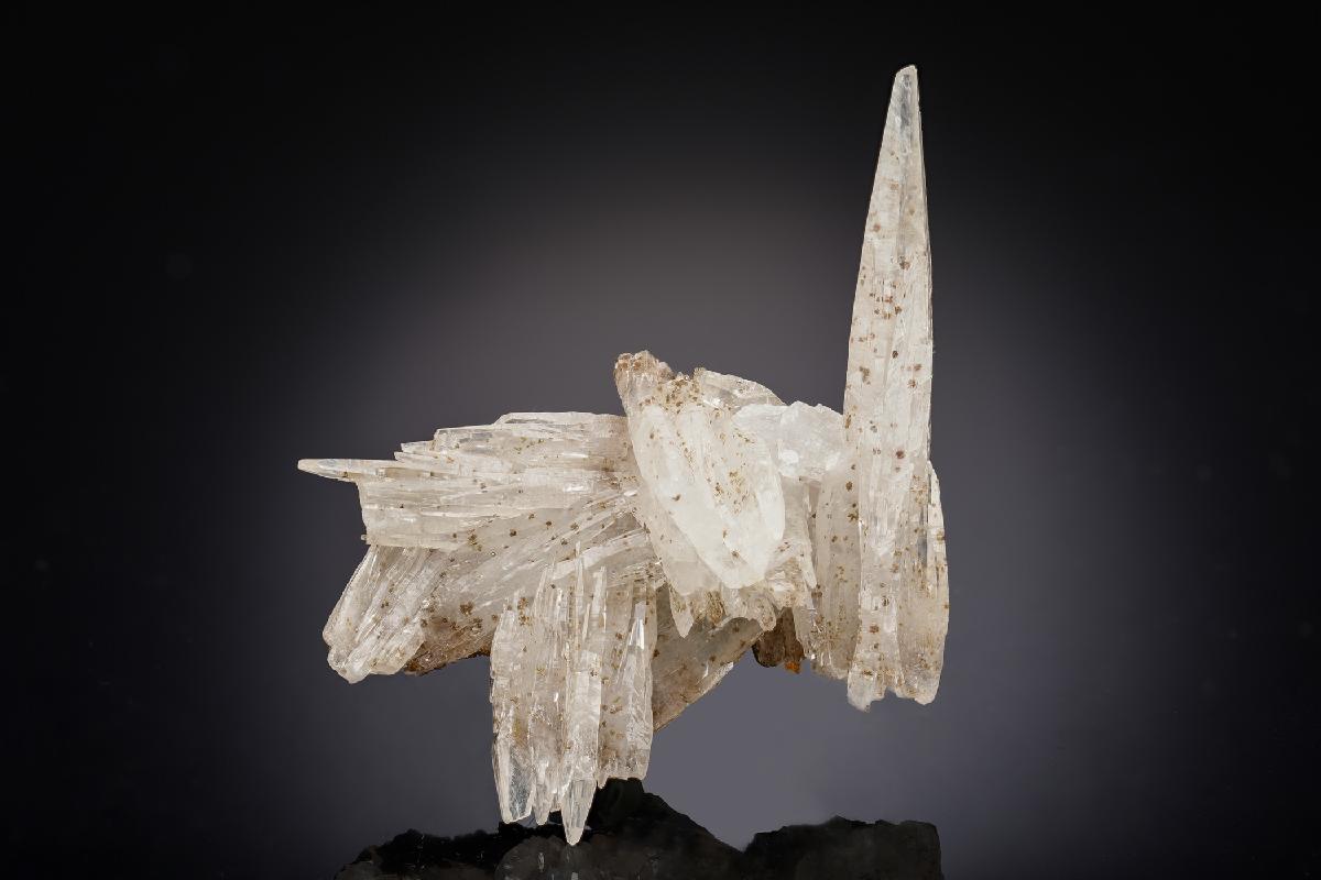 CC29021 specimen image