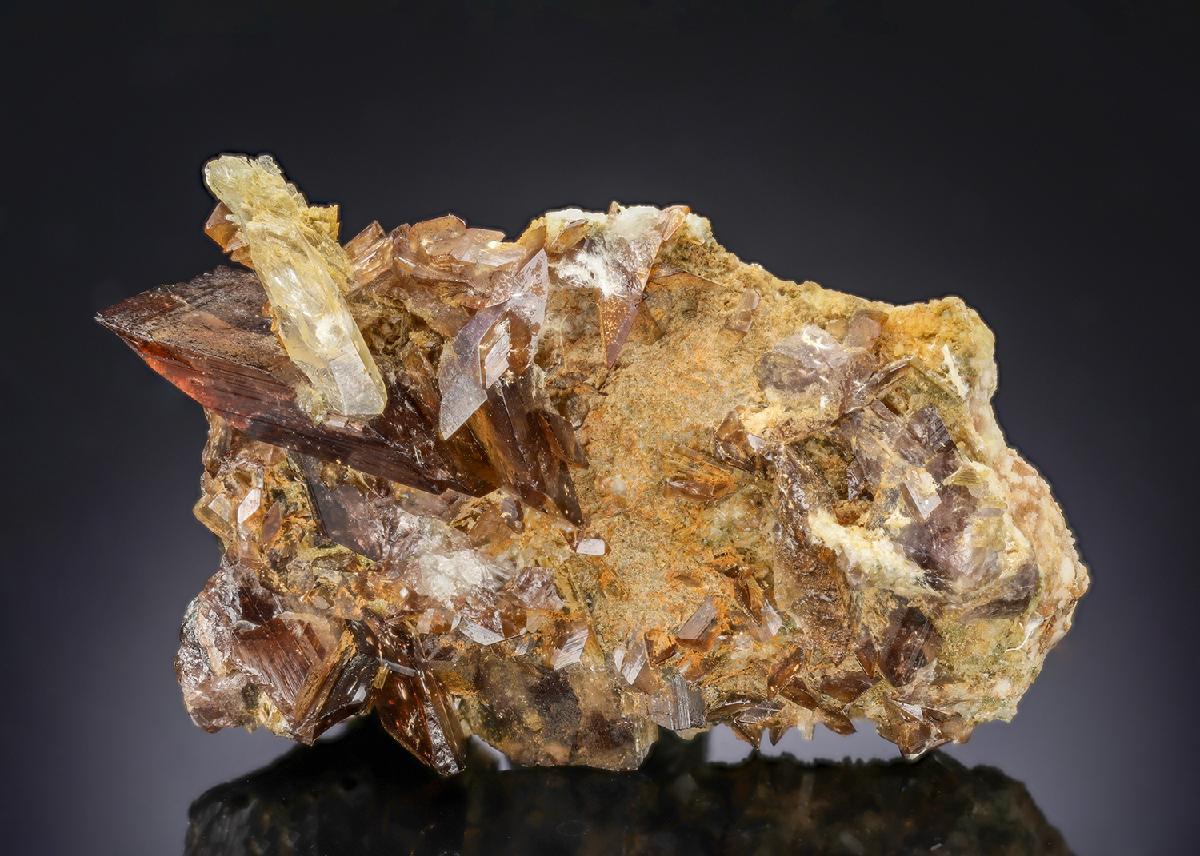 CC29089 specimen image