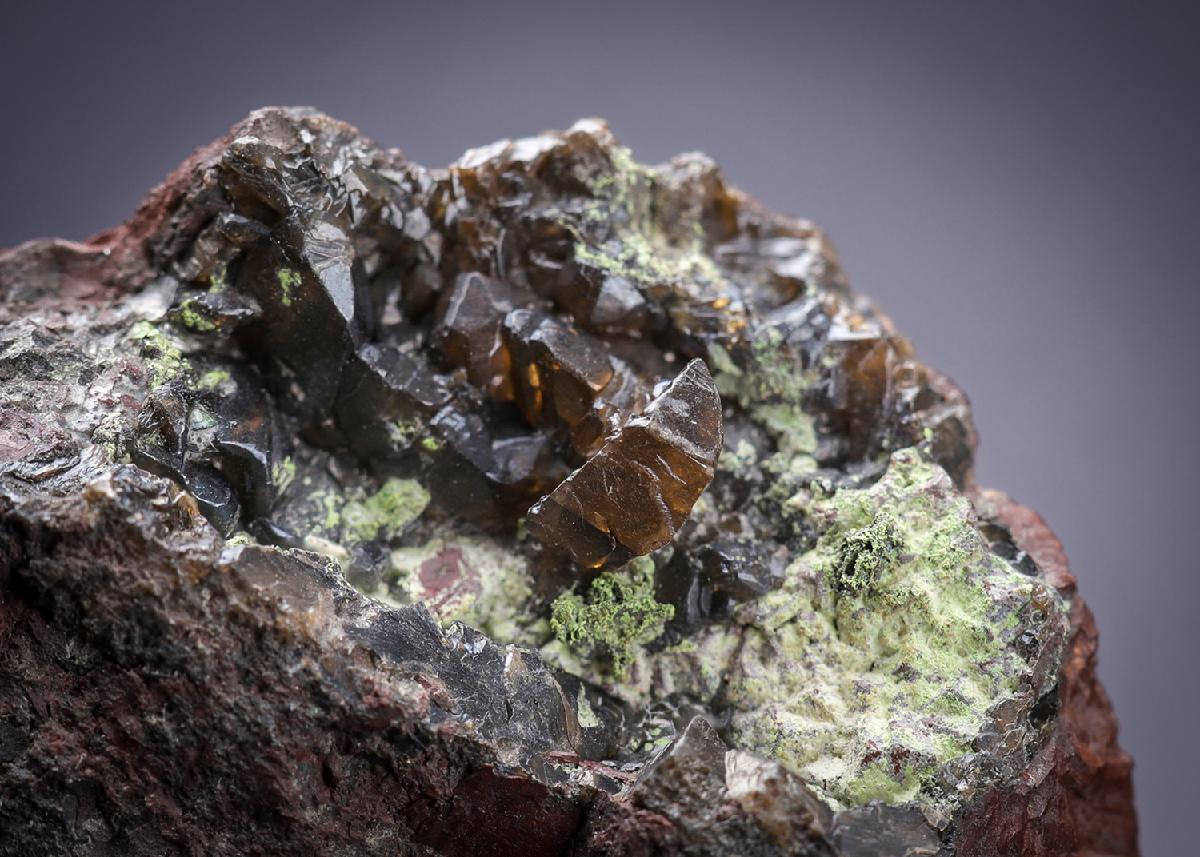 CC29103 specimen image