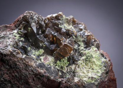 CC29103 specimen image