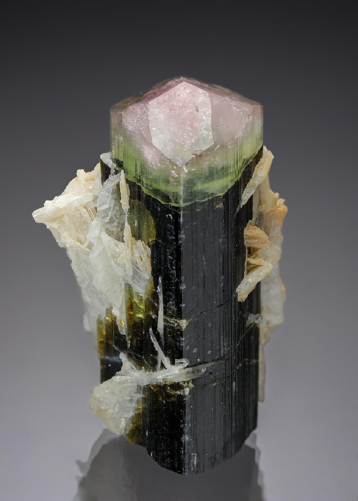 CC29125 specimen image