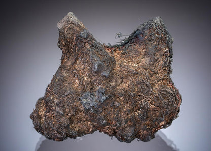 CC29169 specimen image
