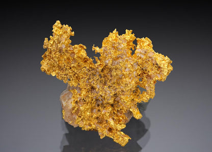 CC29171 specimen image