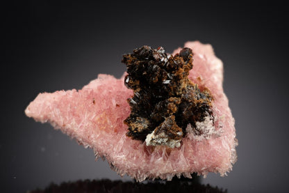 CC29213 specimen image