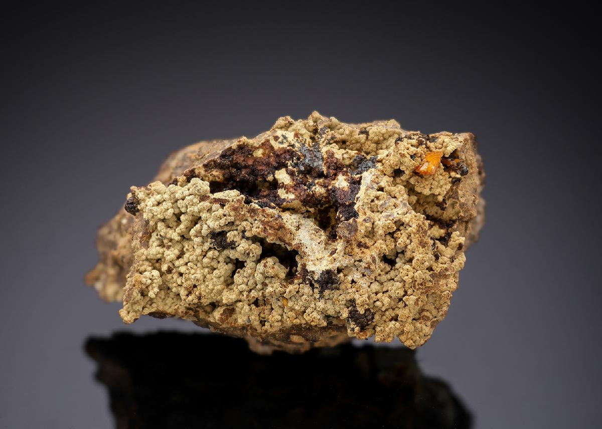 CC29279 specimen image