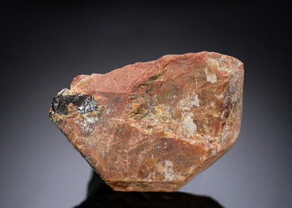 CC29283 specimen image
