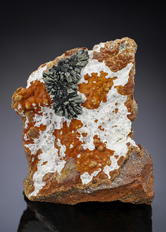CC29291 specimen image