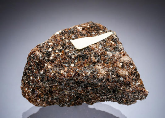 CC29311 specimen image
