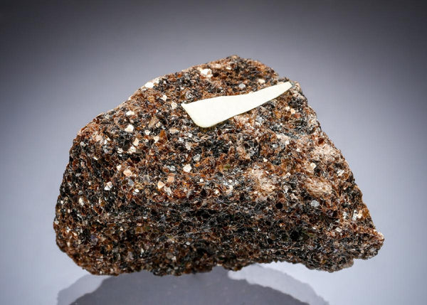 CC29311 specimen image