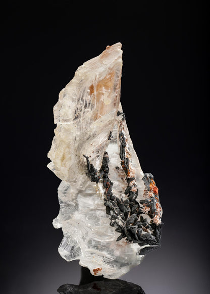 CC29369 specimen image