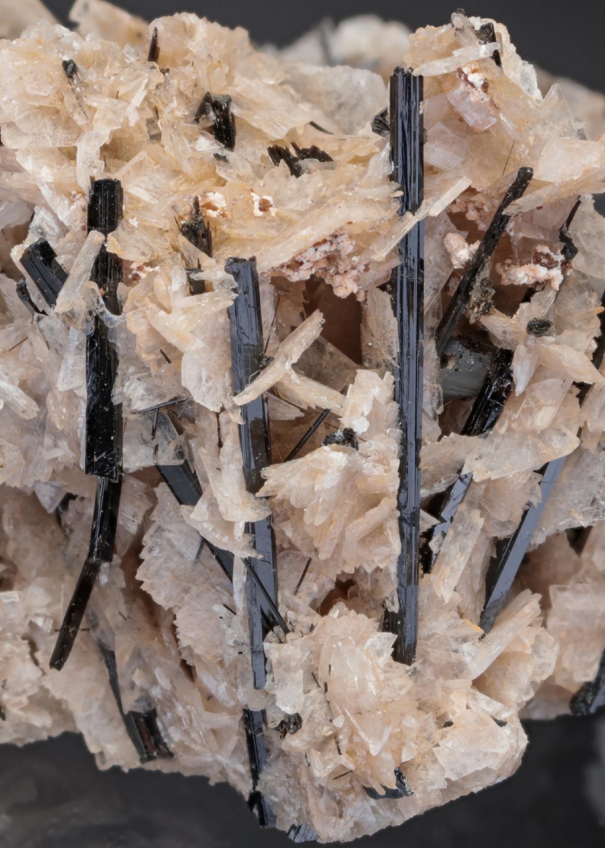 CC29413 specimen image