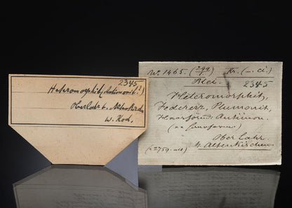 CC29459 specimen image