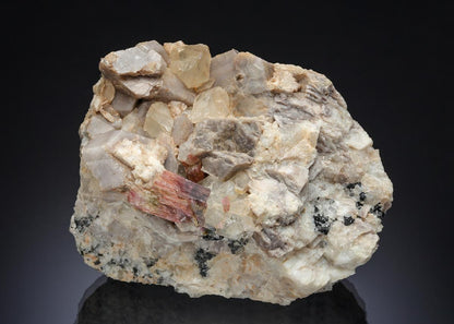 CC29539 specimen image