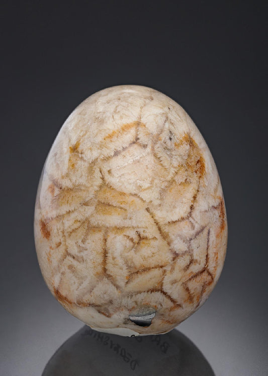 CC29625 specimen image