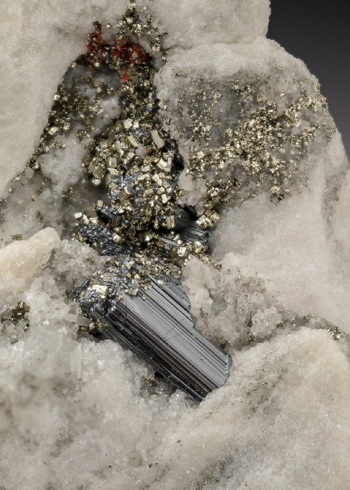 CC29703 specimen image