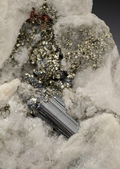 CC29703 specimen image