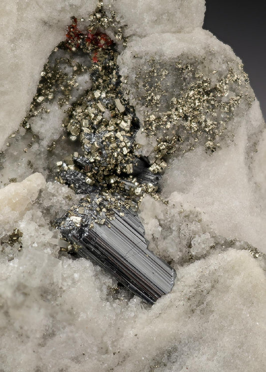CC29703 specimen image