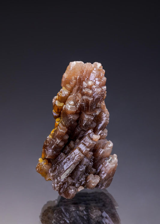 CC29711 specimen image