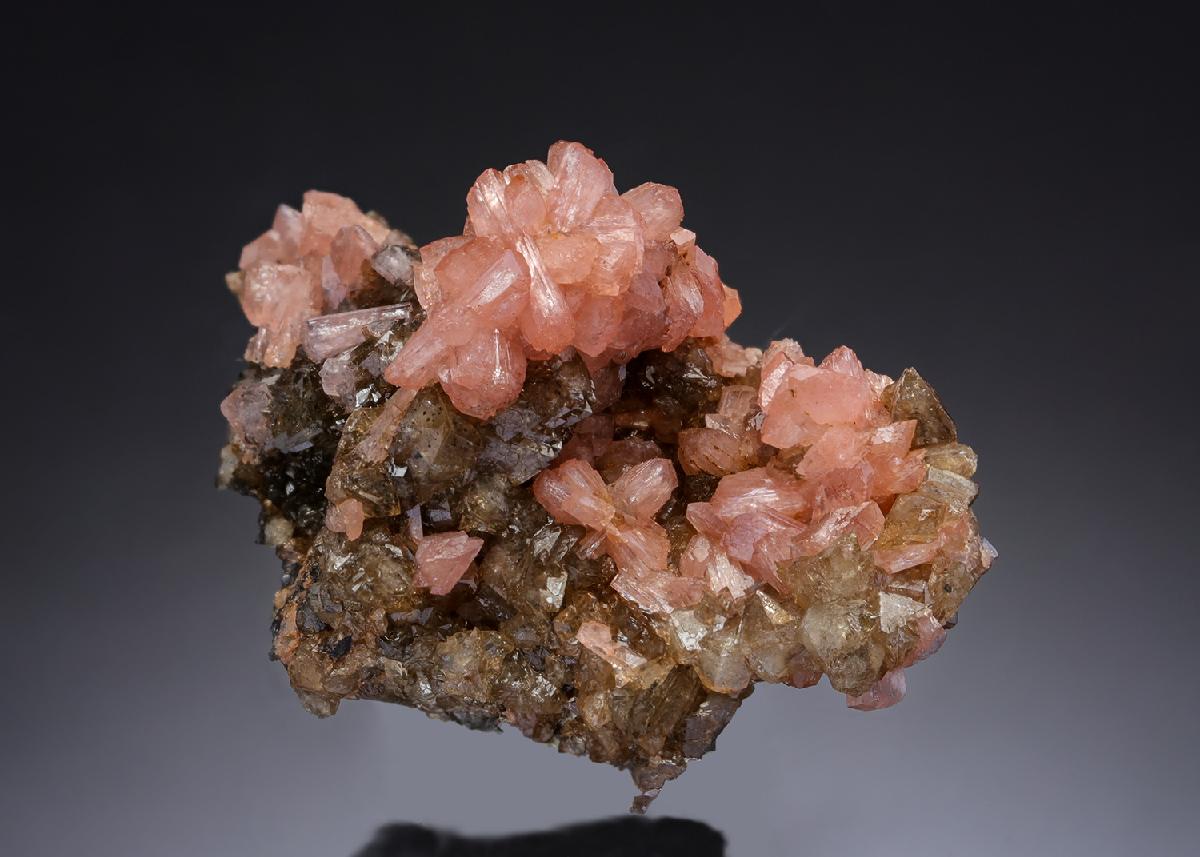 CC29717 specimen image