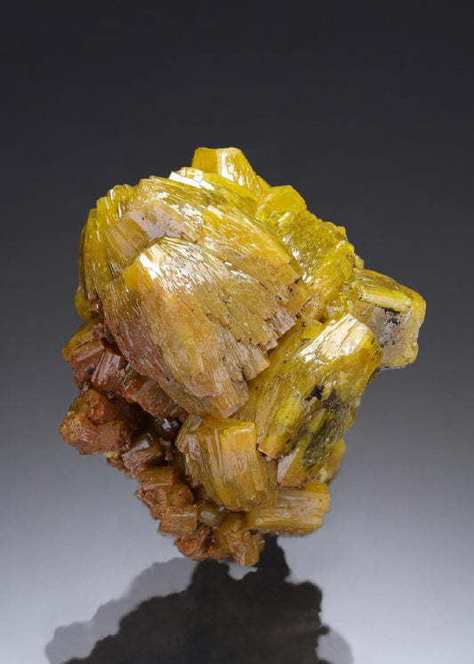 CC29721 specimen image