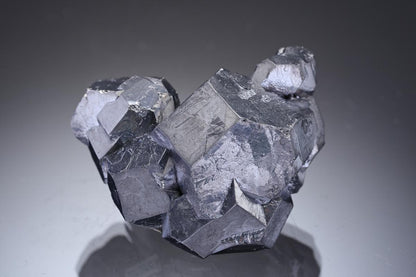 CC29739 specimen image