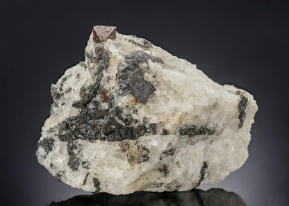 CC29751 specimen image