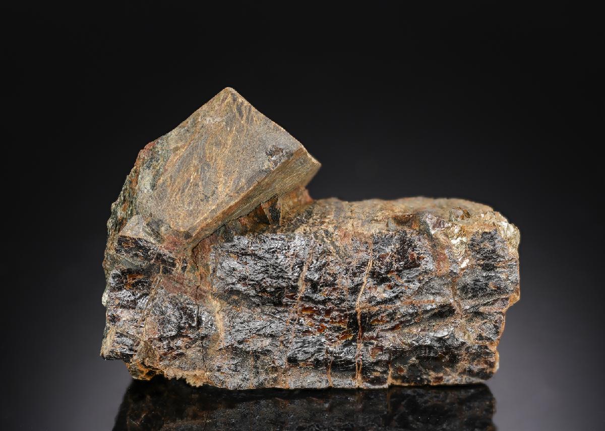 CC29779 specimen image