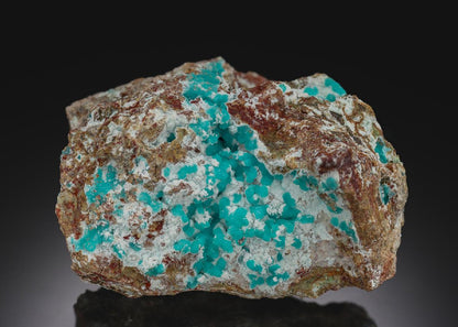 CC29781 specimen image