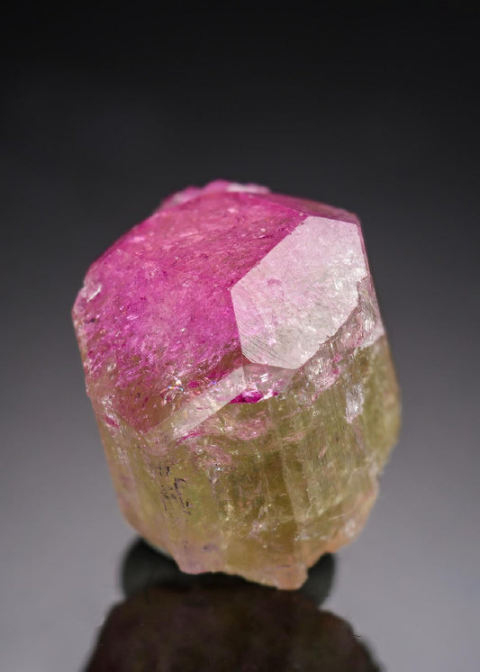 CC29783 specimen image