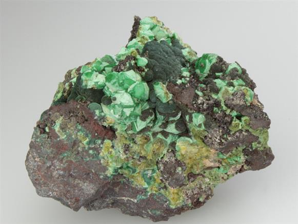 CC2985 specimen image