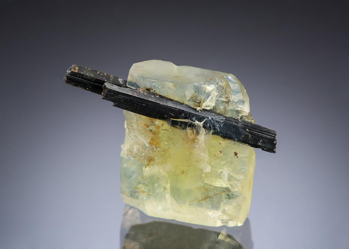 CC29859 specimen image