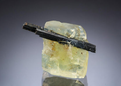 CC29859 specimen image
