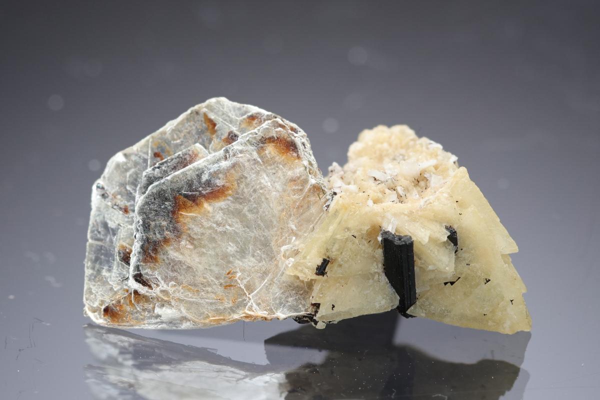 CC29861 specimen image
