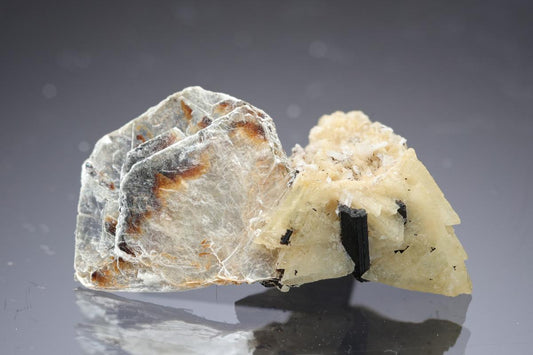 CC29861 specimen image
