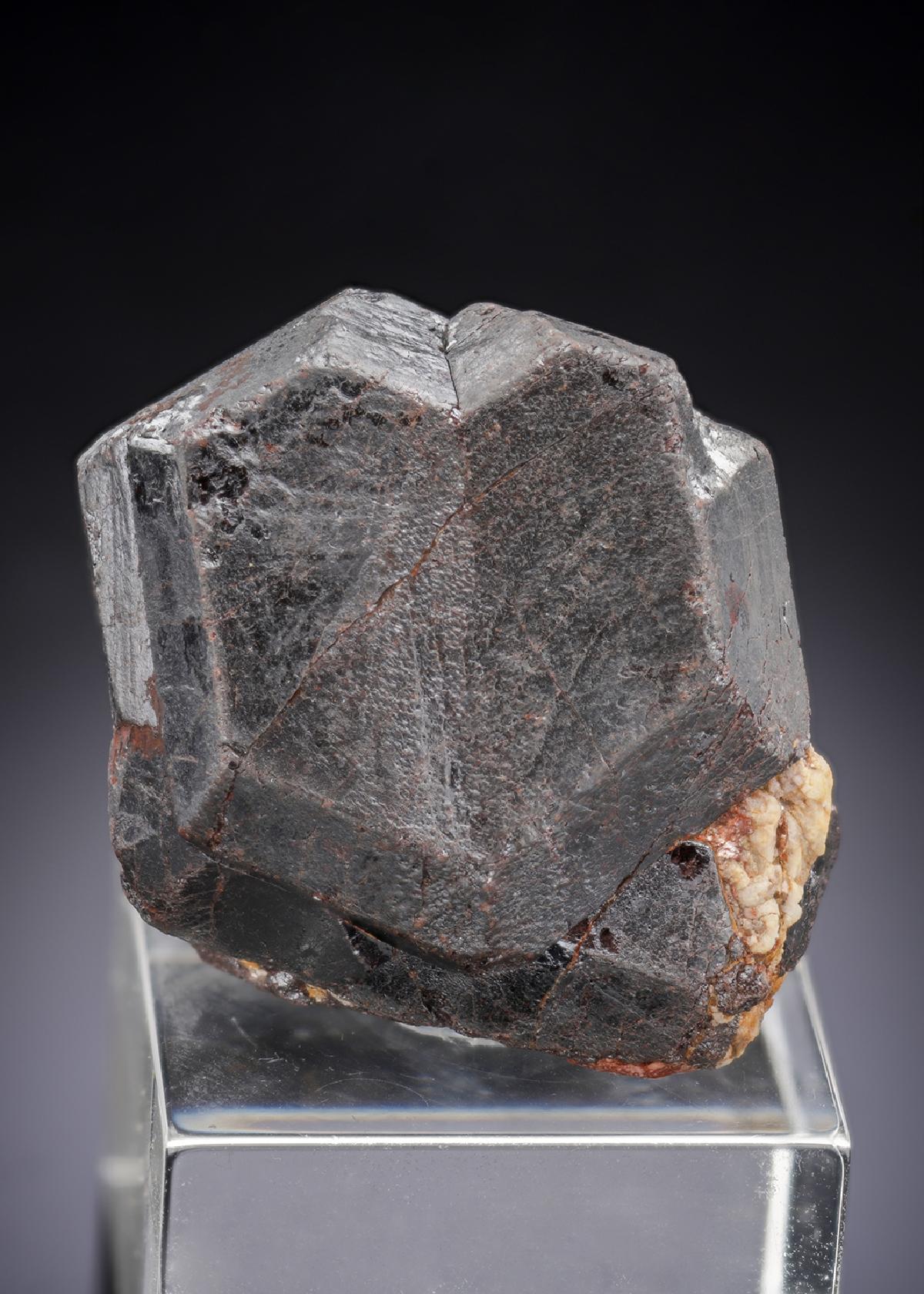 CC29901 specimen image
