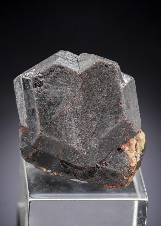 CC29901 specimen image