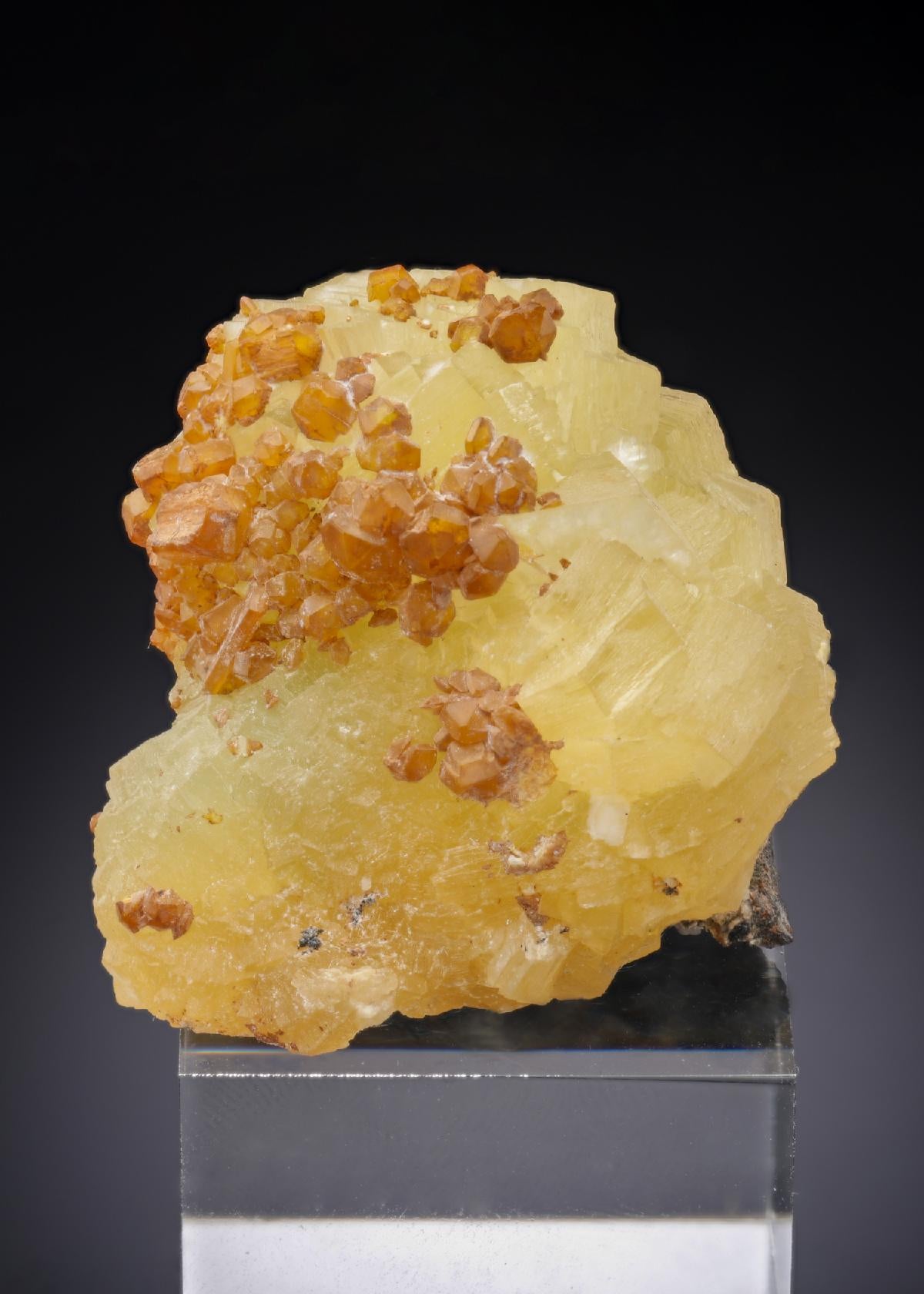 CC29909 specimen image