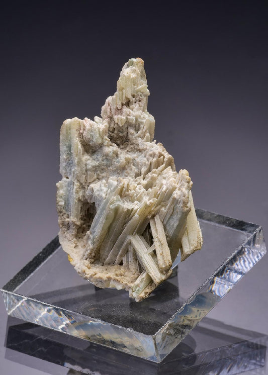 CC29911 specimen image
