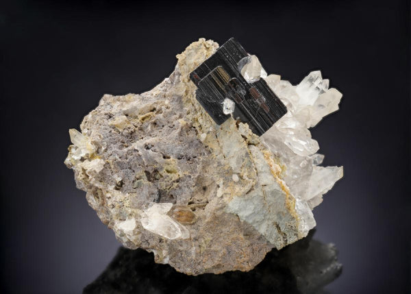CC29925 specimen image