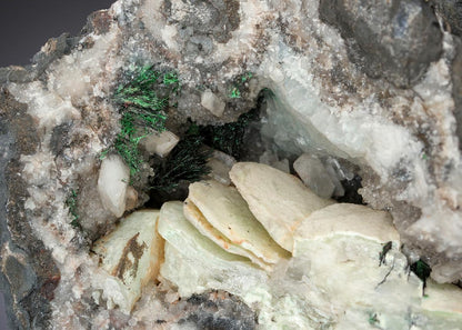 CC29931 specimen image