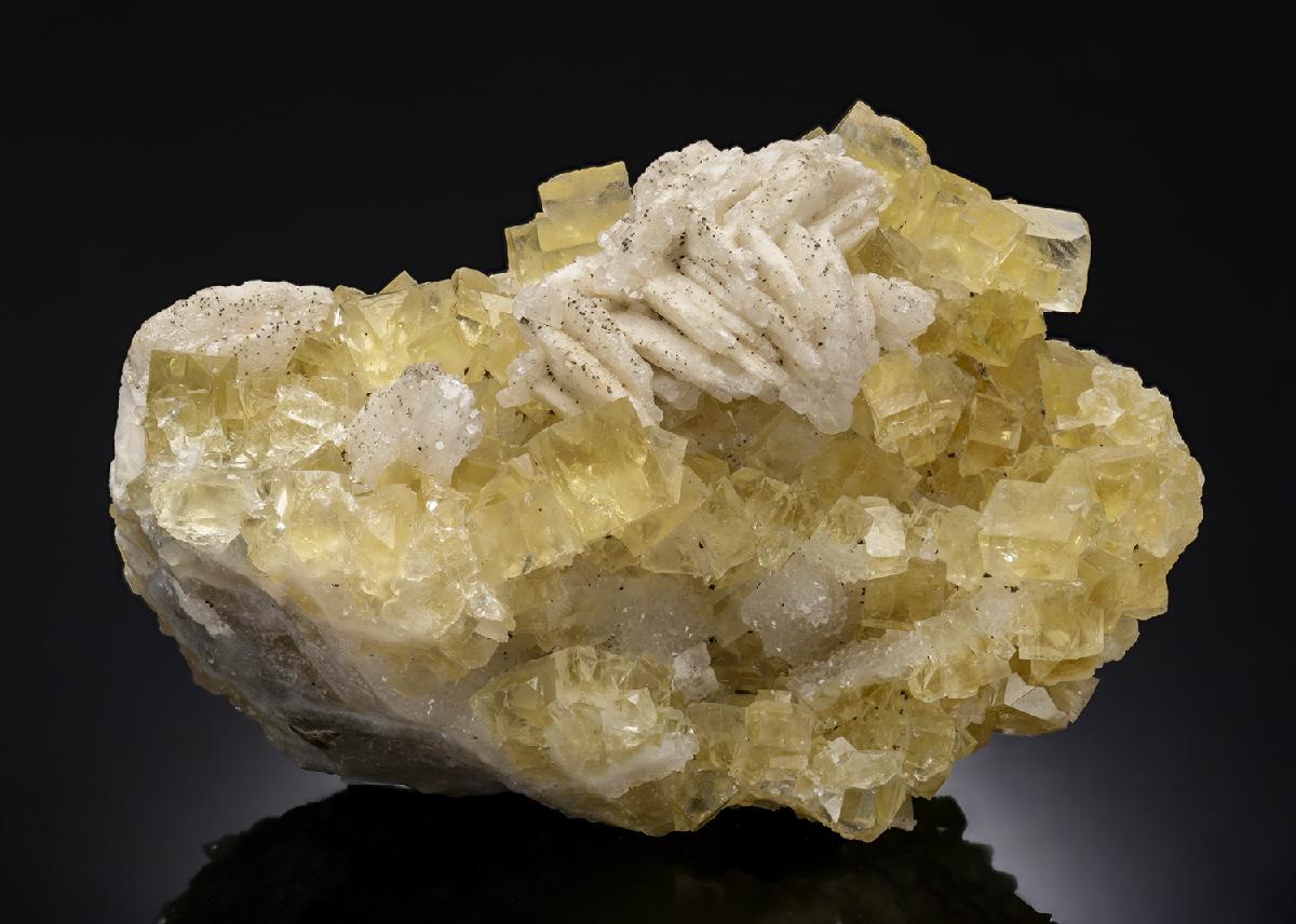 CC30003 specimen image